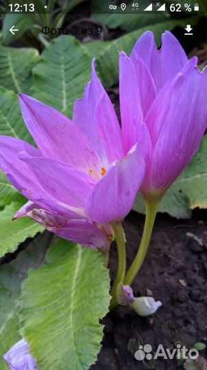 Безвременник (колхикум)