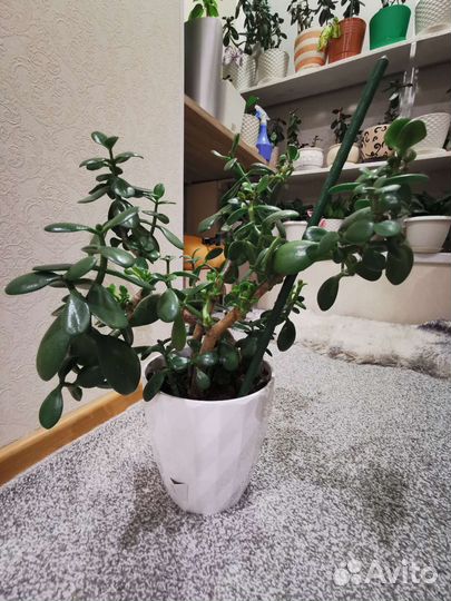 Экзотические комнатные растения