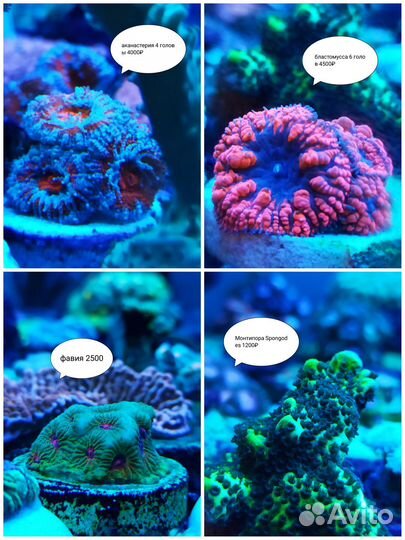Морские кораллы. Морской аквариум