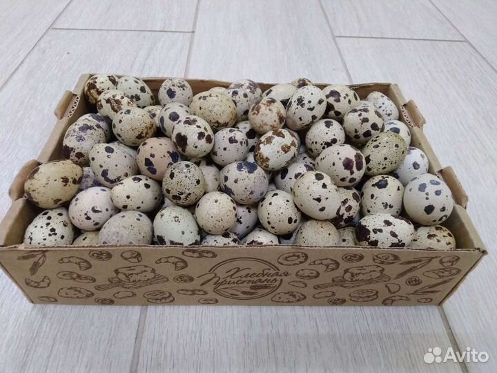 Яйца перепелиные столовые и инкубационные