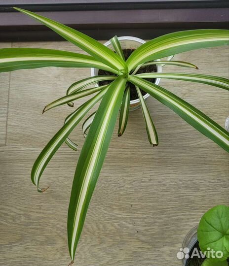 Хлорофитум