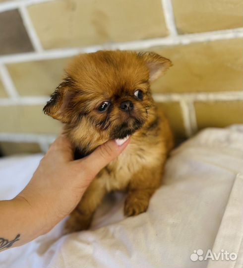 Малыши ждут любящие семьи