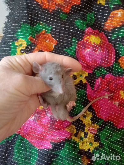 Крыса дамбо сиамская Сфинксы