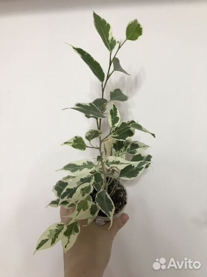 Фикус Де Гантель (или другой)