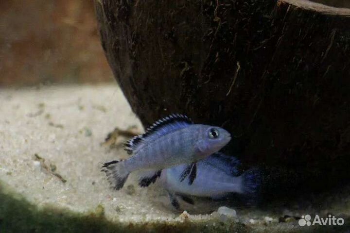 Цихлиды малавийские разные