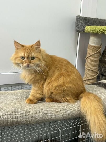 Кот бесплатно в добрые руки