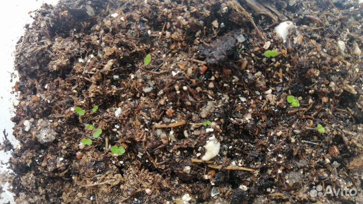 Тидея семена