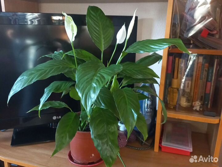 Спатифиллум