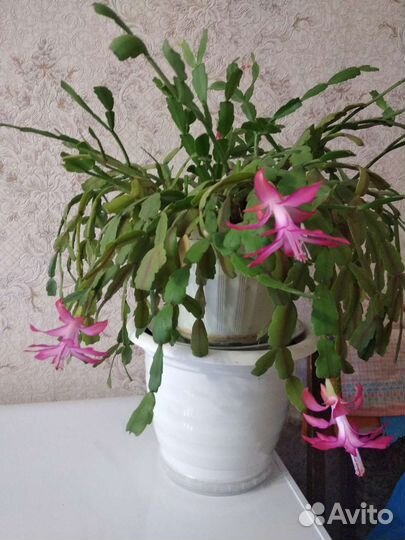 Декабрист белый