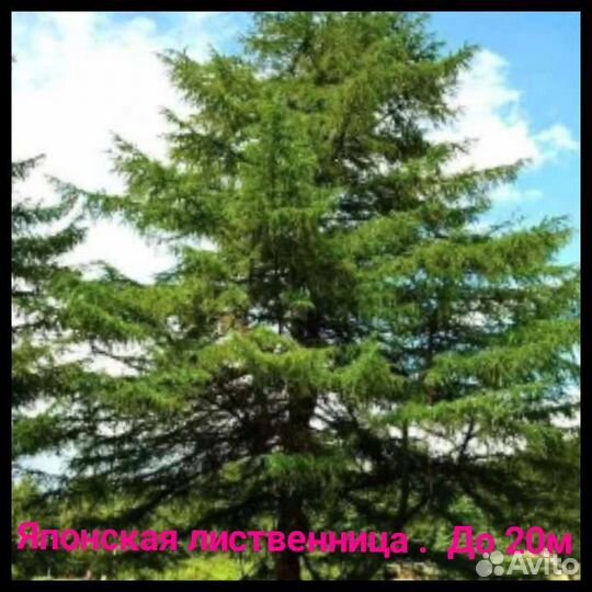 Хвойные растения