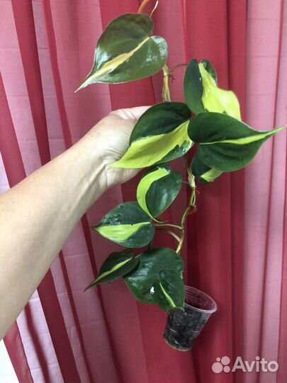 Филодендрон Бразил дарк найт