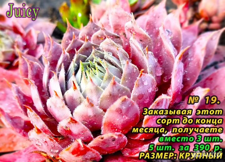 Часть 3. сортовые Каменные розы 6-8 шт