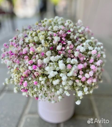 Гипсофила в коробке