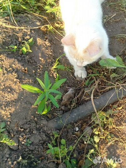 Котята от кошки крысоловки