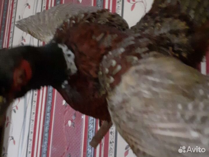 Чучело птиц