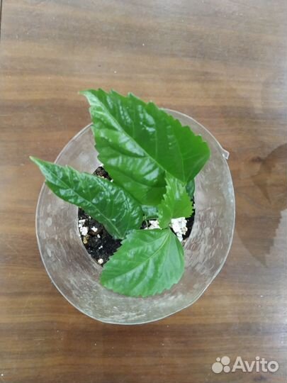 Гибискус китайская роза махровая