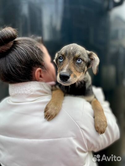 Голубоглазый щенок девочка в добрые руки
