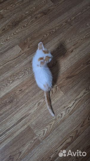 Котятки