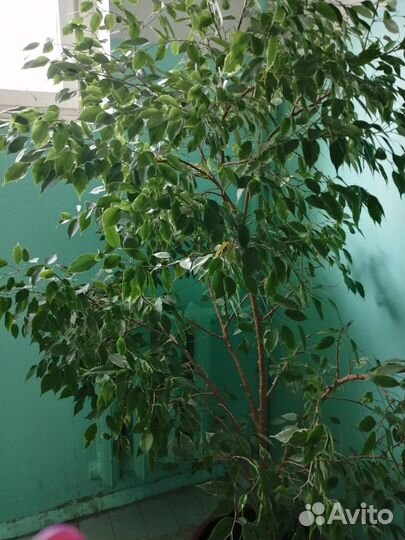 Фикус бенджамина большой