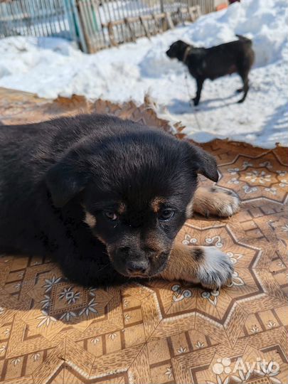 Отдам в добрые руки щенят