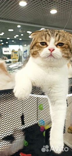 Шотландские вислоухие котята