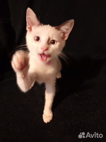 Милая озорница