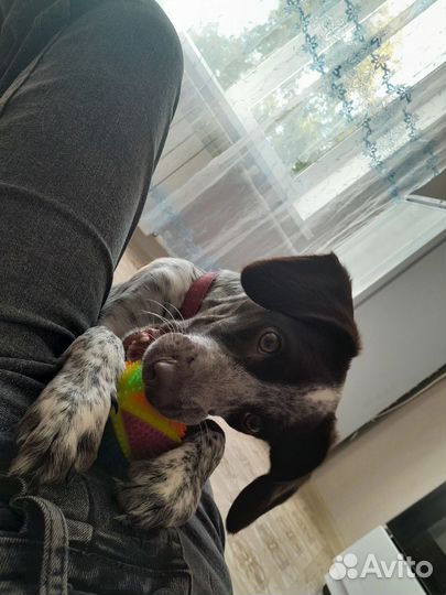 Отдам собачку, в добрые руки