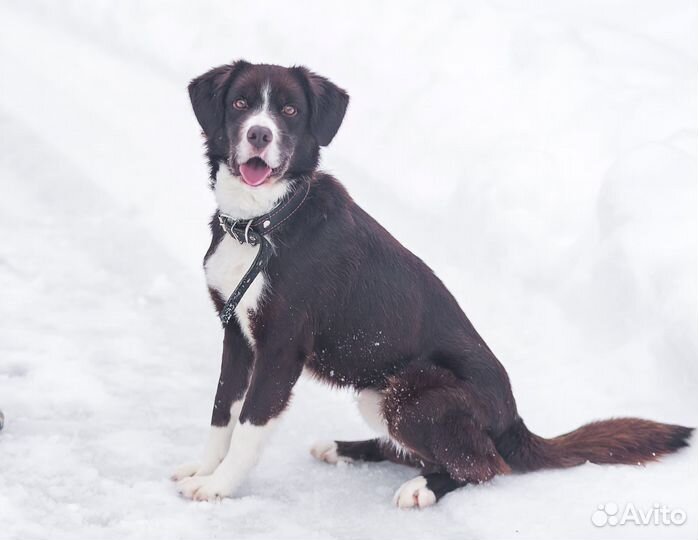 Собака в добрые руки