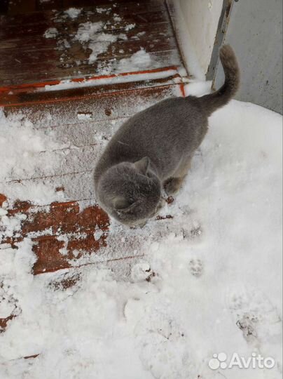 Взрослый кот