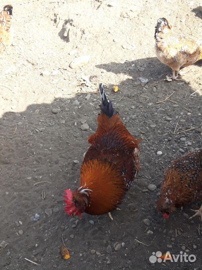 Молодые петухи