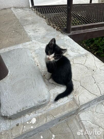 Котята в добрые руки бесплатно