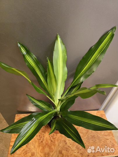 Драцена Цинто