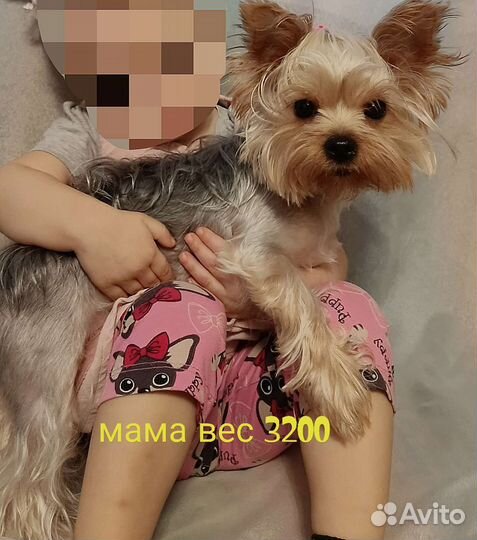 Йоркширский терьер щенки