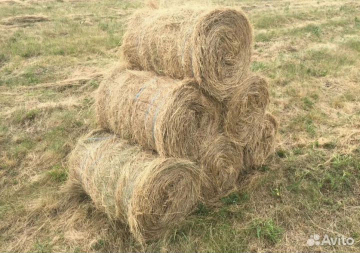 Сено июнь-июль 2024