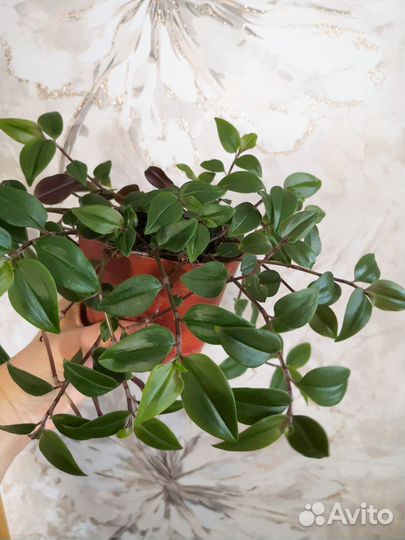 Традесканция