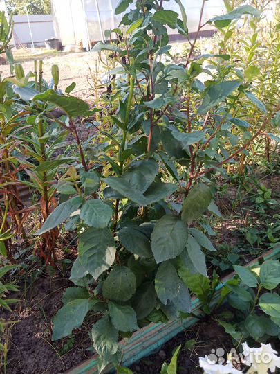 Саженцы вишни черной, сливы жёлтой, чернослив