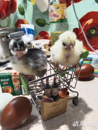 Цыплята от породистых курочек