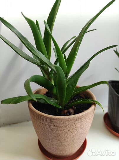Алоэ. Комнатные растения