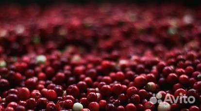 Брусника,клюква,черника (веяная )