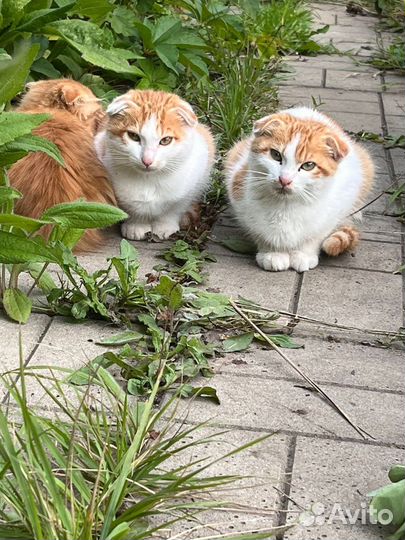 Котята вислоушки в добрые руки