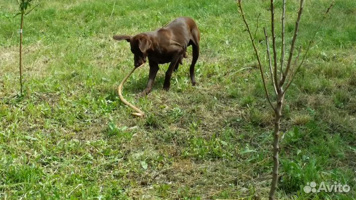 Щенки Курцхаара (осталось 4 кобеля)