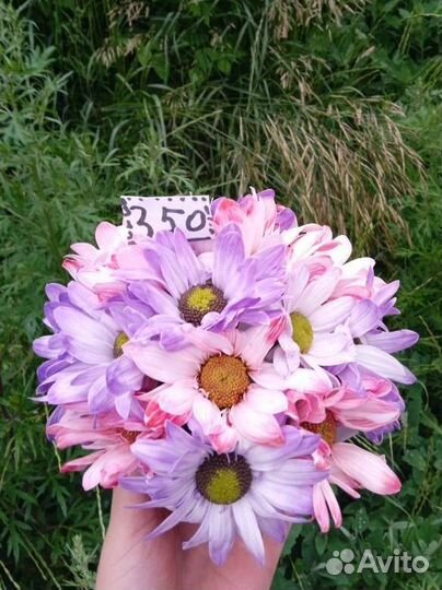 Букет хризантемы ромашки