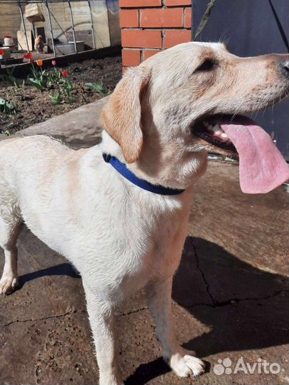 Передержка, зоогостиница домашних животных