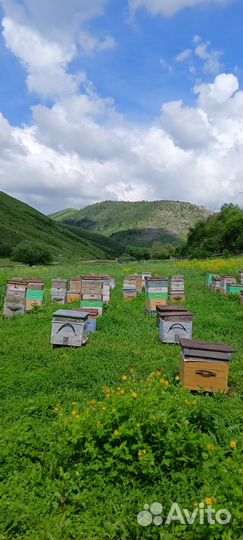 Мёд алтайский, горное разнотравье