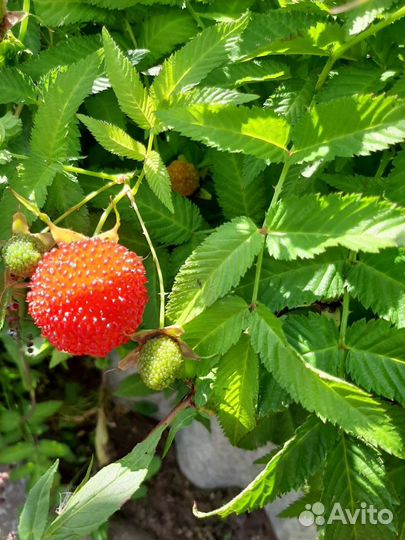 Тибетская малина саженцы