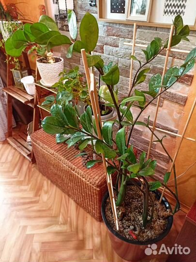 Замиокулькас