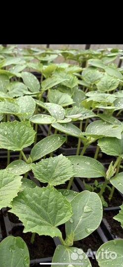 Рассада огурцов