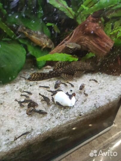 Мальки анциструса