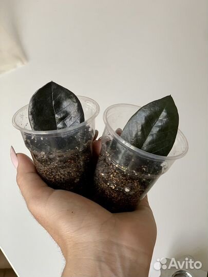 Замиокулькас черный равен