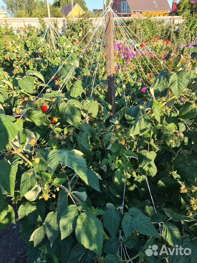 Малина саженцы Ремонтантная малина